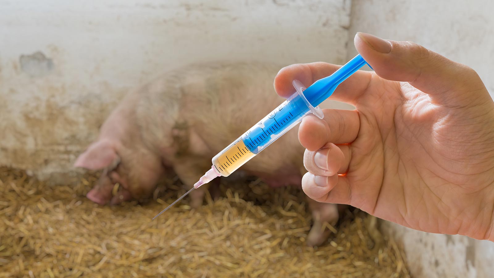 Uso de antibióticos en ganadería